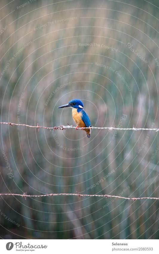 Wartezeit Ferien & Urlaub & Reisen Tourismus Ausflug Ferne Freiheit Umwelt Natur Küste Seeufer Flussufer Tier Wildtier Vogel Tiergesicht Flügel Eisvögel 1