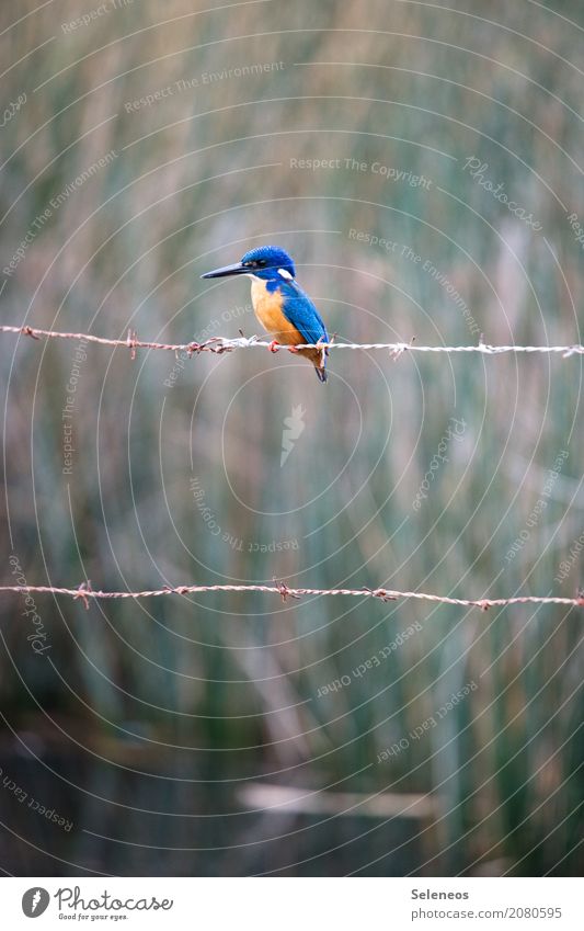 kleine Schönheit Ferne Freiheit Umwelt Natur Küste Seeufer Tier Wildtier Vogel Tiergesicht Eisvögel 1 natürlich Ornithologie Farbfoto Außenaufnahme Menschenleer