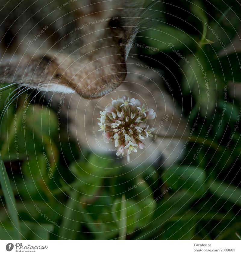 Ein wenig schnuppern, Katze schnuppert an einer Kleeblüte Natur Pflanze Tier Sommer Gras Blatt Blüte Kleeblatt Garten Wiese Haustier 1 beobachten Blühend Duft