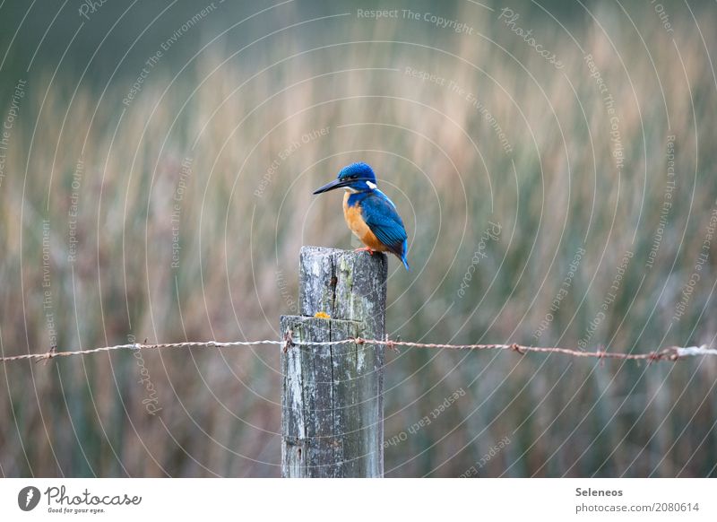 beauty Umwelt Natur Küste Seeufer Flussufer Teich Tier Wildtier Vogel Eisvögel 1 natürlich Ornithologie Farbfoto Außenaufnahme Menschenleer