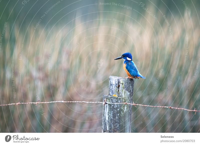 *schmacht* Ausflug Abenteuer Ferne Freiheit Umwelt Natur Küste Seeufer Flussufer Tier Wildtier Vogel Tiergesicht Flügel Eisvögel Schnabel 1 exotisch natürlich