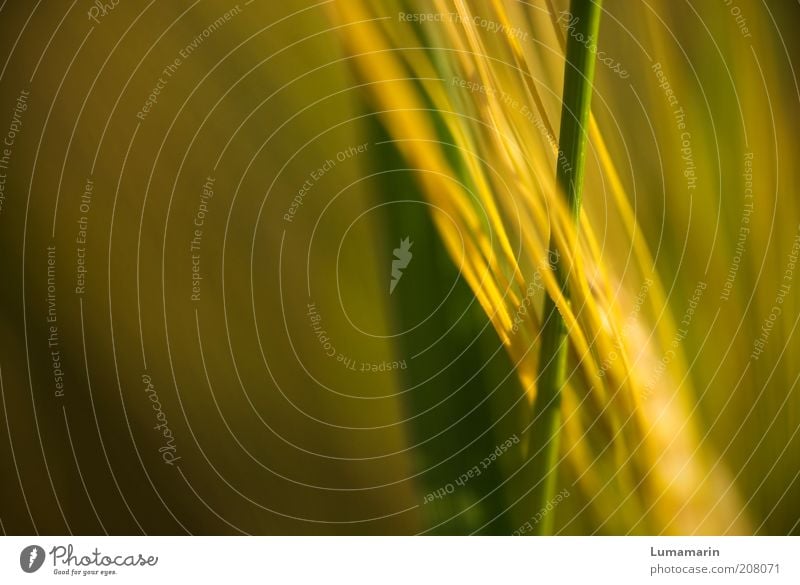 Verflechtungen Getreide Umwelt Natur Pflanze Sommer Gras Nutzpflanze ästhetisch dünn lang nah natürlich schön Farbfoto Detailaufnahme Menschenleer