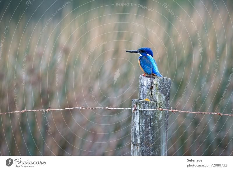 kleiner Fischer Freiheit Umwelt Natur Küste Seeufer Flussufer Tier Wildtier Vogel Tiergesicht Eisvögel Schnabel 1 beobachten nah natürlich Zaunpfahl