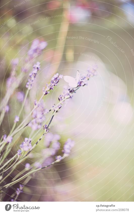 Purple 3 Garten Natur Pflanze Tier Frühling Sommer Schönes Wetter Blume Lavendel Schmetterling Flügel 1 Frühlingsgefühle Außenaufnahme Schwache Tiefenschärfe