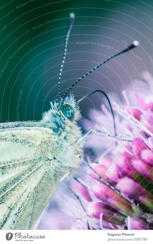 Zitronenfalter Tier Nutztier Wildtier Schmetterling Käfer Tiergesicht 1 Arbeit & Erwerbstätigkeit Blühend Essen krabbeln trinken authentisch Duft schön klein