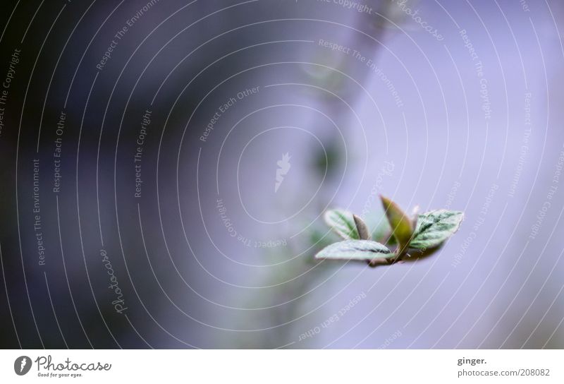 Allein Umwelt Natur Pflanze Wachstum grün Stimmung ruhig einzigartig Spitze Blütenknospen Zweige u. Äste Blatt Frühling Frühlingsgefühle 1 Unschärfe