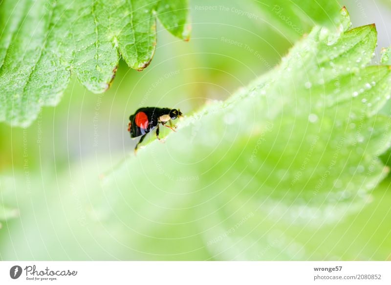 Regenkäfer I Pflanze Tier Blatt Nutzpflanze Erdbeeren Nutztier Wildtier Käfer Marienkäfer 1 klein grün rot schwarz Insekt schwarz-rot winzig krabbeln