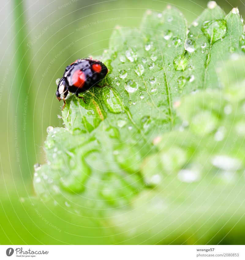 Regenkäfer II Pflanze Tier Sommer Garten Nutztier Wildtier Käfer Marienkäfer 1 krabbeln klein grün rot schwarz Insekt winzig schwarz-rot gepunktet Wassertropfen