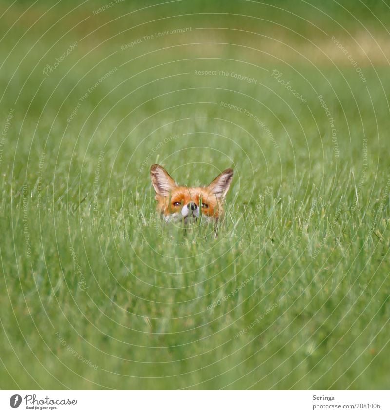 Wer hält denn da die Nase in den Wind Tier Feld Wildtier Tiergesicht Fell 1 Jagd Fuchs Rotfuchs Farbfoto Gedeckte Farben mehrfarbig Außenaufnahme Menschenleer