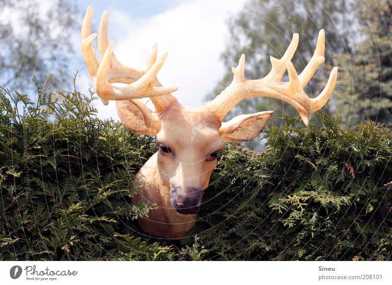 Rudi oder Ralph? Himmel Sommer Hecke Tier Hirsche Horn 1 hängen Blick groß wild Farbfoto Außenaufnahme Tag Sonnenlicht Tierporträt Blick nach unten Natur falsch