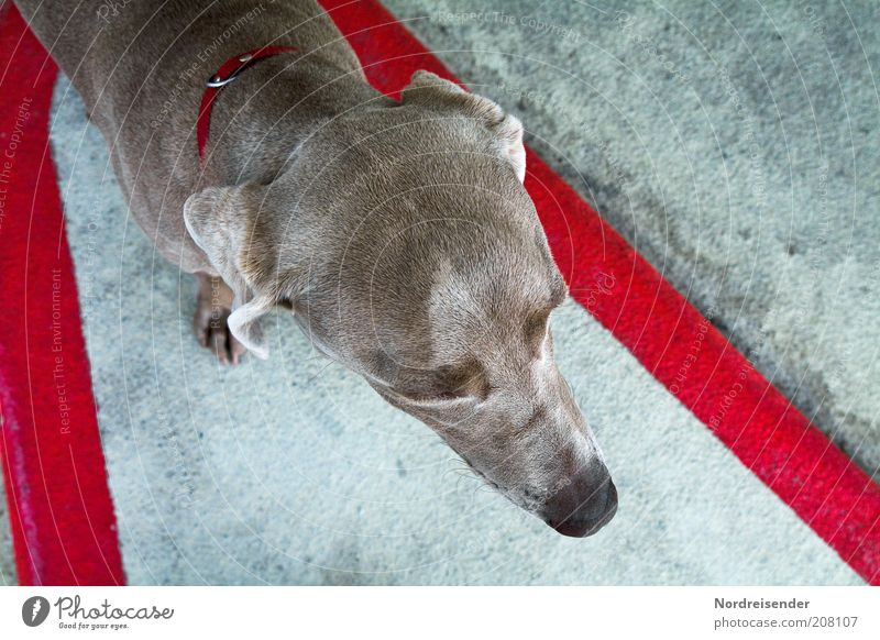 Scout Lifestyle Freizeit & Hobby Tier Haustier Hund 1 Schilder & Markierungen Linie beobachten warten ästhetisch elegant Vertrauen Ausdauer Jagdhund Weimaraner