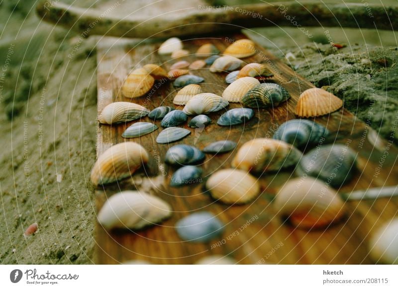 Muschelkuschelgruppe Sand Strand Holzbrett Stock Sammlung Farbfoto Außenaufnahme Nahaufnahme Textfreiraum links Tag Unschärfe Schwache Tiefenschärfe