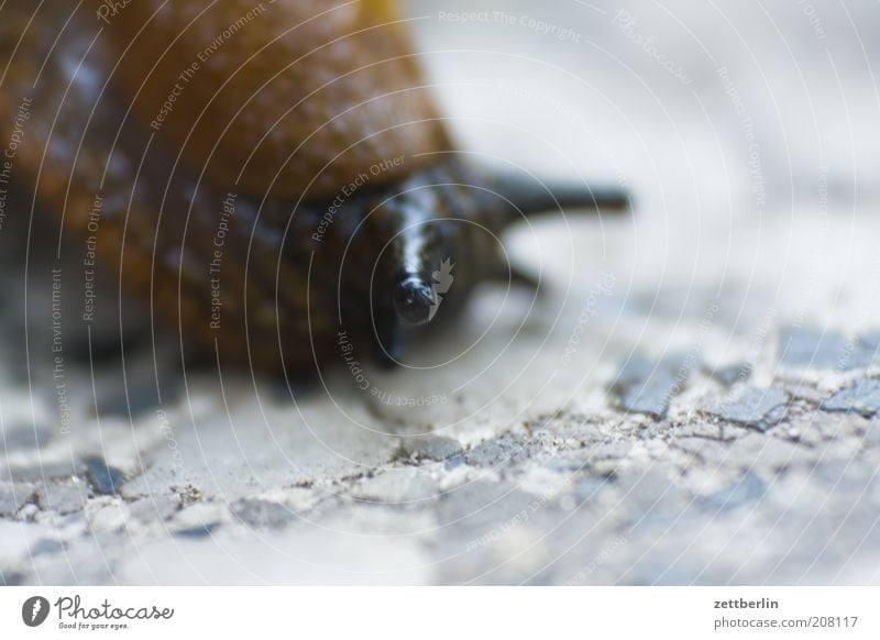 Schnecke 1 Tier Langeweile Fühler Weichtier Nacktschnecken krabbeln schleimig langsam Farbfoto Gedeckte Farben Außenaufnahme Nahaufnahme Detailaufnahme