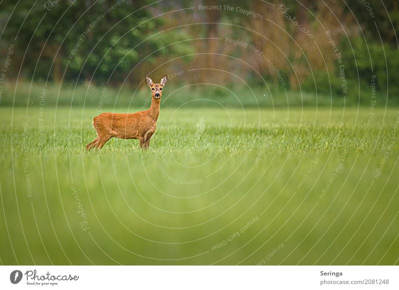 In Pose Umwelt Natur Landschaft Pflanze Tier Gras Wiese Feld Wald Wildtier Tiergesicht Fell 1 beobachten Reh Ricke Farbfoto mehrfarbig Außenaufnahme