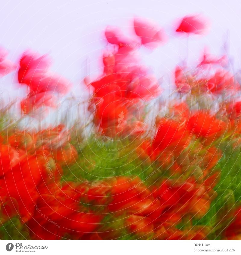 Mohnrauschen Natur Landschaft Pflanze Wind Blüte Nutzpflanze Wildpflanze Wiese Feld Bewegung natürlich rot chaotisch Kunst Umwelt Irritation Mohnblüte Mohnfeld