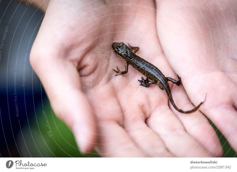 Molch Freude Garten Kindererziehung Bildung Wissenschaften Kindergarten Schule lernen Mädchen Junge Kindheit Jugendliche Hand Tier Wildtier entdecken Spielen