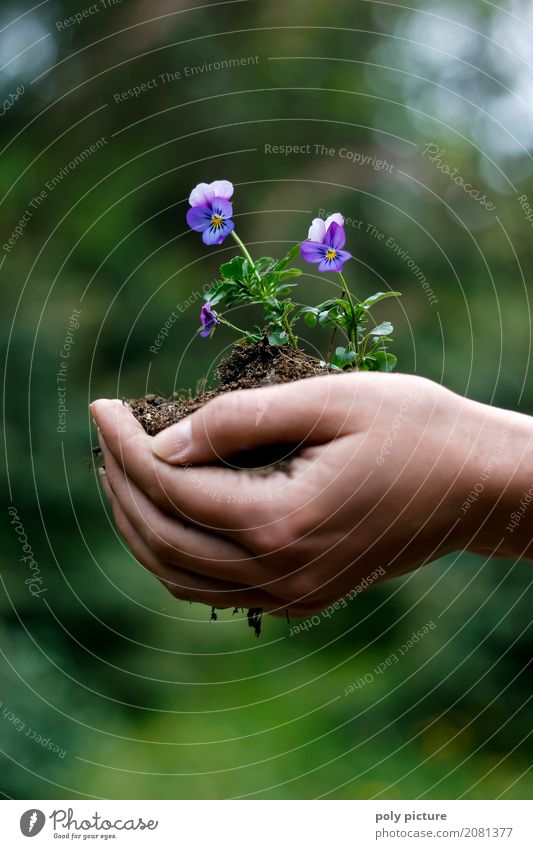 Junge Frau hällt Stiefmütterchen in ihrer Hand. Sommer Garten Kind Arbeit & Erwerbstätigkeit Gartenarbeit Landwirtschaft Forstwirtschaft Mensch feminin Mädchen