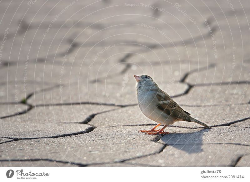 Ist da jemand? Stadtzentrum Stadtrand Pflastersteine Tier Wildtier Vogel Spatz Sperlingsvögel 1 beobachten hocken Blick stehen klein Neugier unten schön achtsam