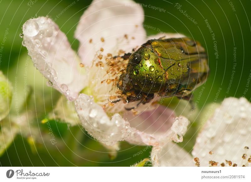 pitschnass Natur Tier Wasser Wassertropfen Frühling schlechtes Wetter Regen Pflanze Blume Rose Blatt Wildtier Käfer Rosenkäfer 1 Blühend Fressen hocken krabbeln