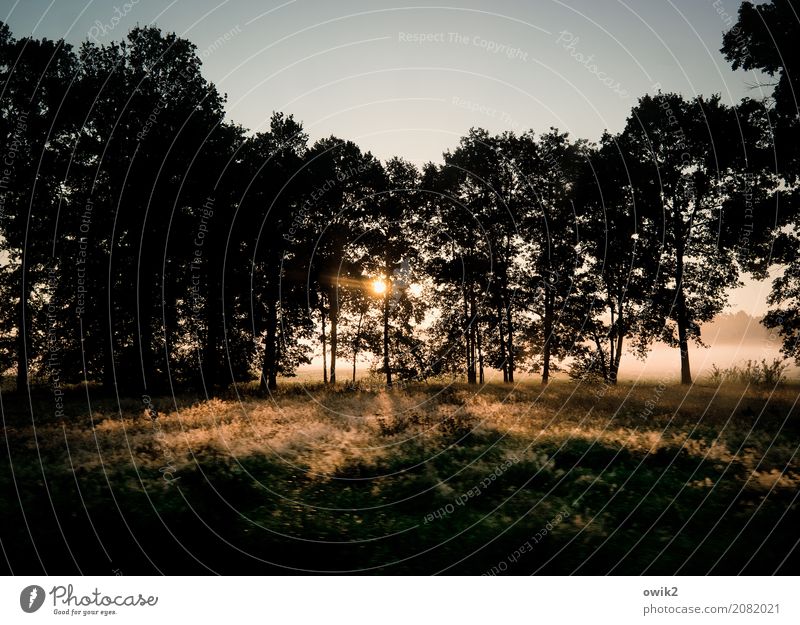 Sonne in den Wipfeln Umwelt Natur Landschaft Pflanze Wolkenloser Himmel Herbst Klima Schönes Wetter Baum Gras Sträucher Wiese Wald Waldrand Morgennebel leuchten