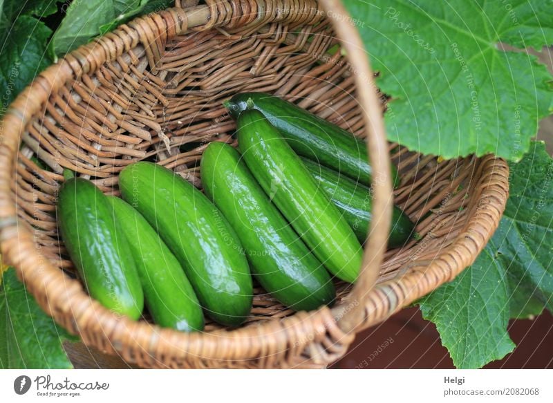 leckere Minigurken Lebensmittel Gemüse Gurke Ernährung Bioprodukte Vegetarische Ernährung Pflanze Blatt Garten Korb Holz liegen Wachstum frisch Gesundheit