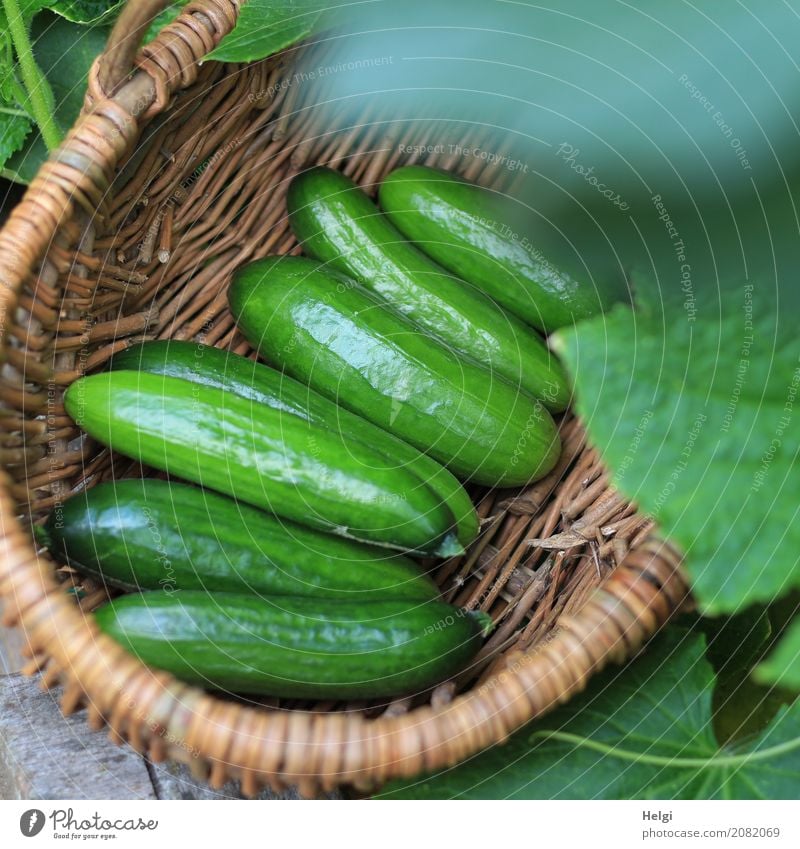 frisch geerntet Gemüse Gurke Ernährung Bioprodukte Vegetarische Ernährung Umwelt Natur Pflanze Blatt Nutzpflanze Garten Korb liegen authentisch Gesundheit