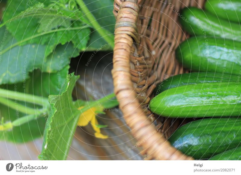 frisch und knackig Lebensmittel Gemüse Gurke Ernährung Bioprodukte Vegetarische Ernährung Umwelt Natur Pflanze Sommer Blatt Blüte Nutzpflanze Garten Korb