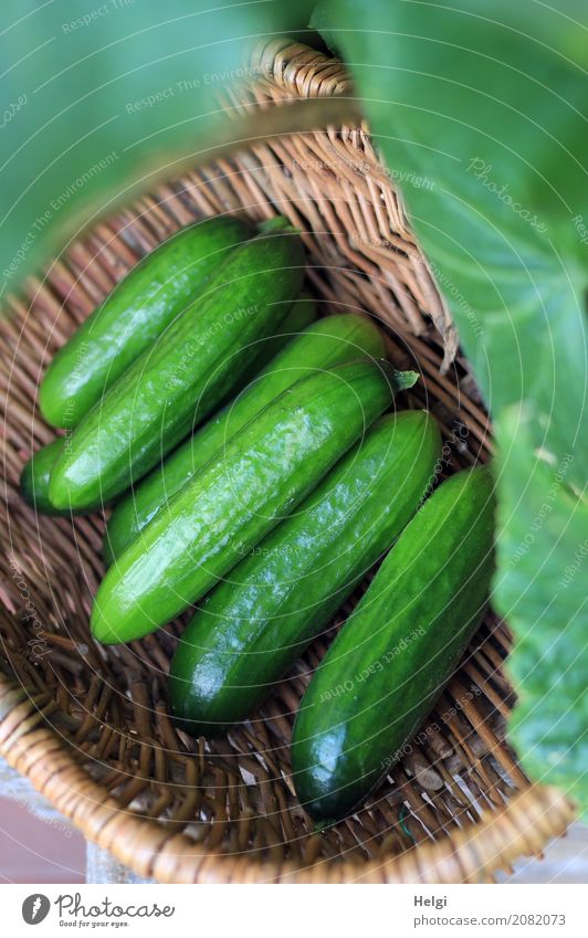 ein letztes ... Lebensmittel Gemüse Gurke Ernährung Bioprodukte Vegetarische Ernährung Natur Pflanze Blatt Garten Korb Holz liegen frisch Gesundheit lecker