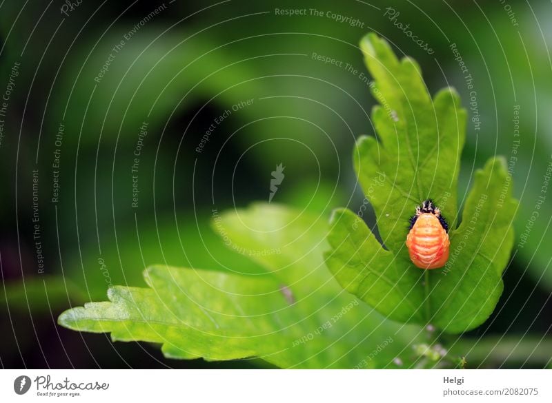 Verwandlung ... Umwelt Natur Pflanze Tier Blatt Garten Käfer Marienkäfer 1 Tierjunges warten authentisch außergewöhnlich einzigartig klein natürlich grün orange