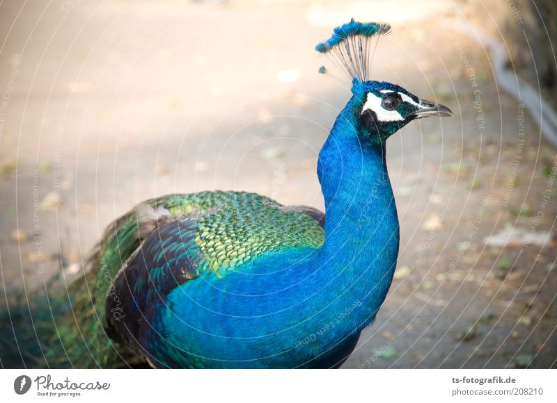 Pfau-Pelz Natur Tier Vogel Flügel Pfauenfeder 1 beobachten Blick außergewöhnlich exotisch Neugier schön blau grün Wachsamkeit ästhetisch Farbe Farbfoto