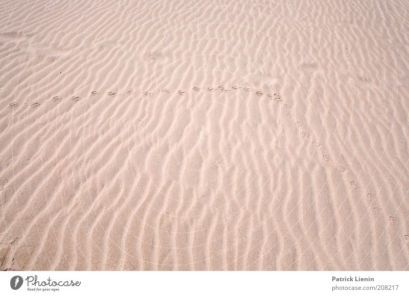 Spuren im Sand Umwelt Natur Landschaft Urelemente Erde Sommer Klima Wind Küste Strand Insel Rippeln lang Strukturen & Formen fließen Gedeckte Farben