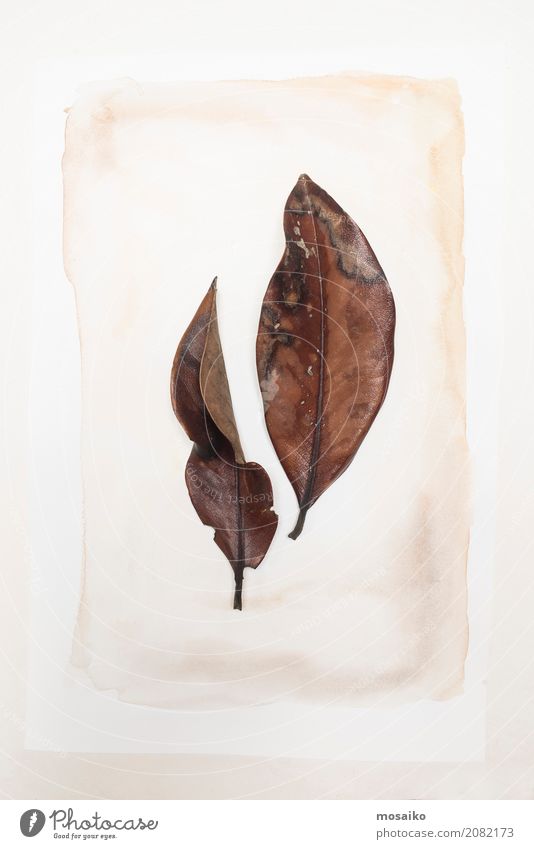 Herbarium - Eukalyptus Blätter auf Wasserfarben Design Kunst Umwelt Natur Pflanze Herbst Blatt exotisch Fürsorge Genauigkeit Gerechtigkeit Zufriedenheit gleich