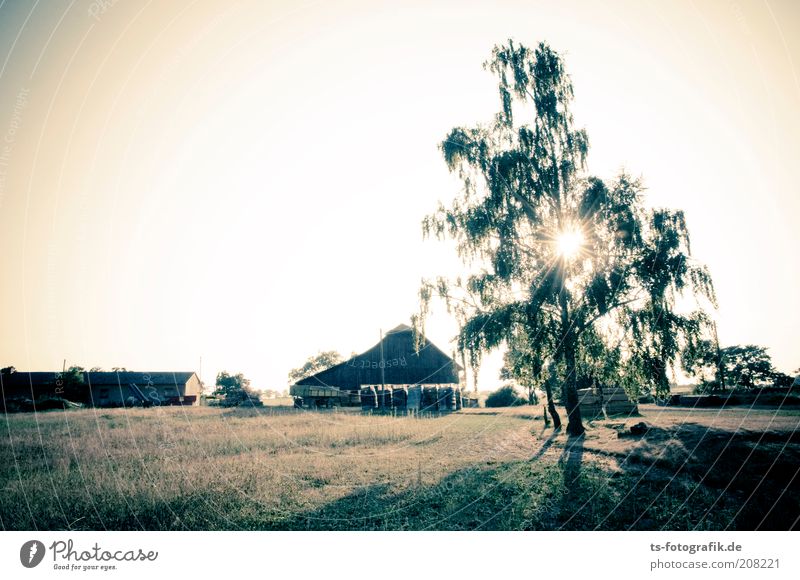 Rumpelstilzchens Tanzplatz Bauernhof Scheune Landwirtschaft Umwelt Natur Landschaft Himmel Wolkenloser Himmel Sonnenaufgang Sonnenuntergang Sonnenlicht Sommer