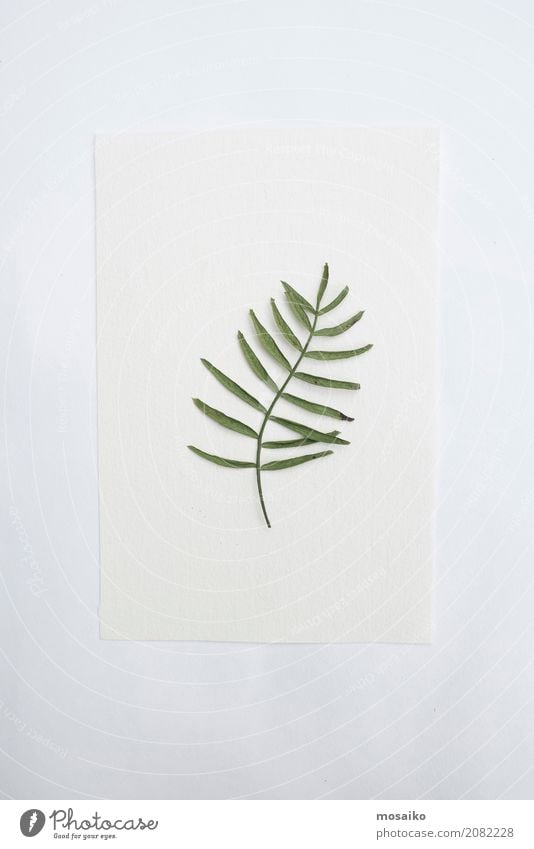 Herbarium - loses Blatt auf Papier elegant Stil Design Wellness harmonisch Wohlgefühl Kunst Umwelt Natur Pflanze Herbst Baum Farn Grünpflanze Inspiration