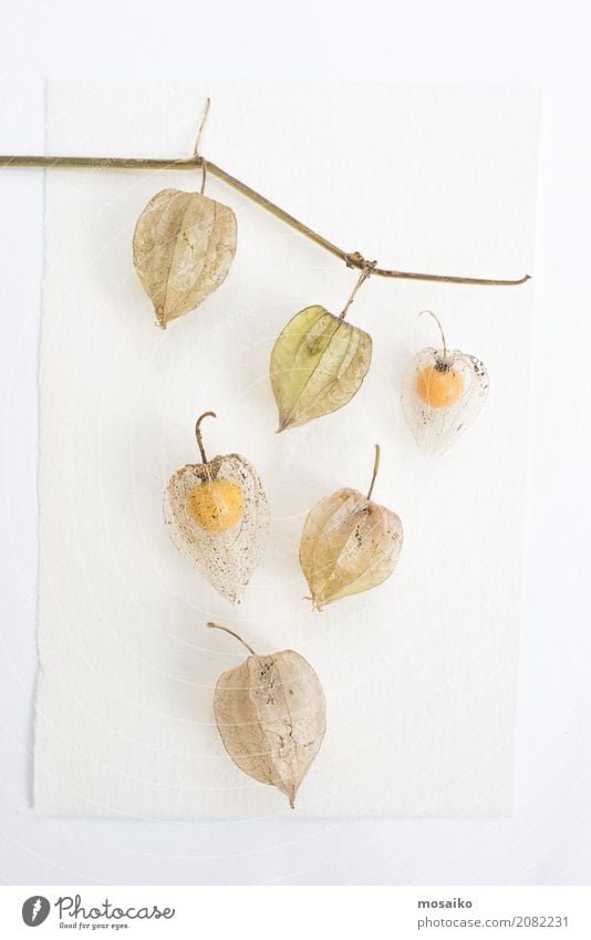 Herbarium - Kapstachelbeere - Physalis peruviana Frucht Ernährung Diät Umwelt Natur Pflanze Blatt Papier alt dehydrieren Wachstum ästhetisch Zufriedenheit