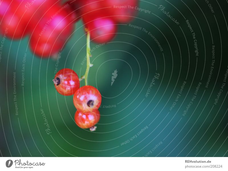 "Du darfst solche Beeren nie wieder pflücken!" Natur rot Johannisbeeren Frucht grün reif hängen 3 lecker geschmackvoll sauer Schaffung Pflanze Wachstum