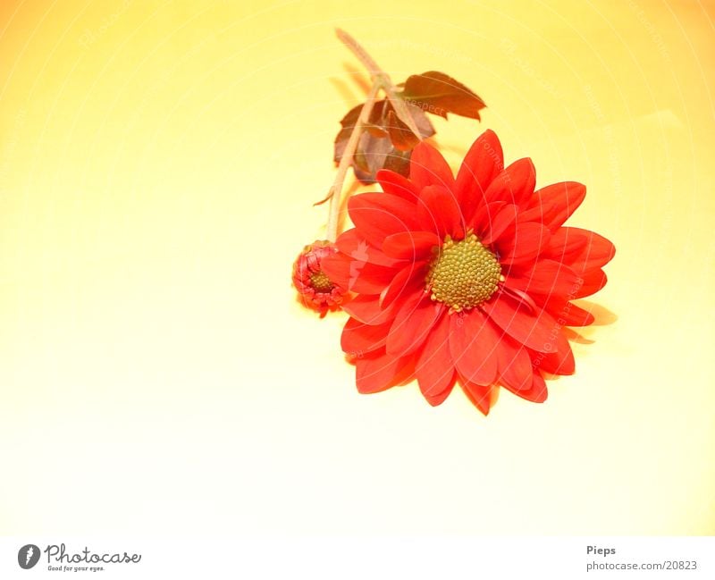 Part Of Valentine Farbfoto Innenaufnahme Kunstlicht Garten Valentinstag Pflanze Herbst Blume Blüte rot Chrysantheme flower