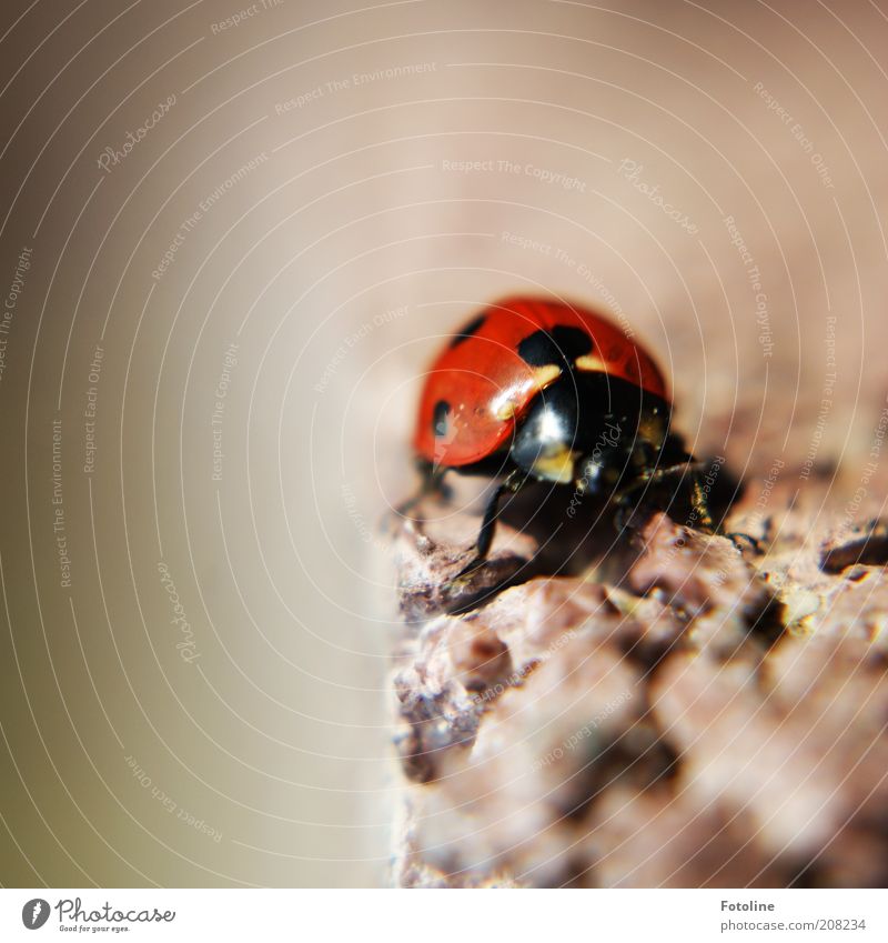 Glückskäfer Umwelt Natur Tier Sommer Wildtier Käfer Tiergesicht Flügel krabbeln Marienkäfer Insekt rot schwarz Punkt Farbfoto mehrfarbig Außenaufnahme