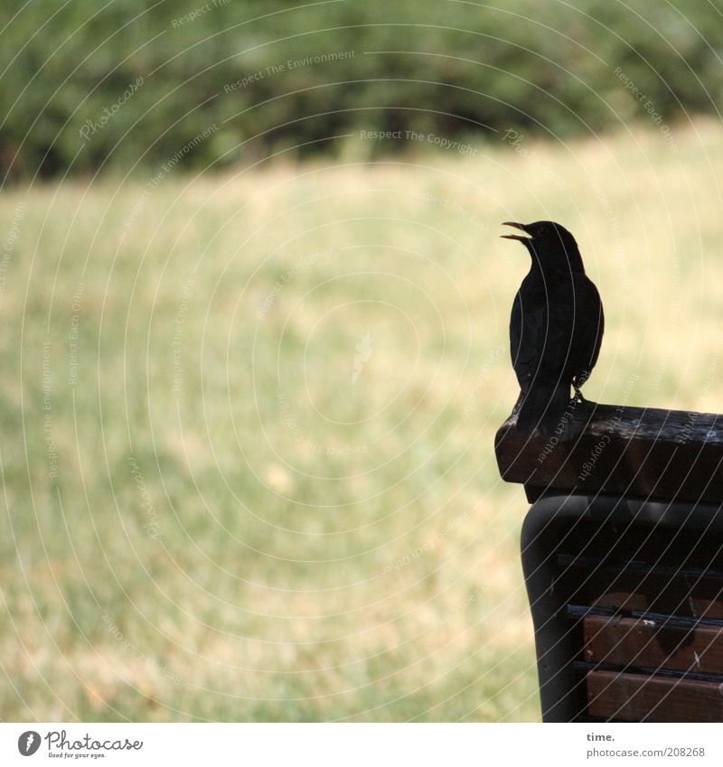 Familiengründung - Phase I Vogel Amsel Schatten Außenaufnahme Bank Wiese Sträucher Silhouette Holz Pflanze Tier Menschenleer singen Pfeifen tirilieren werben