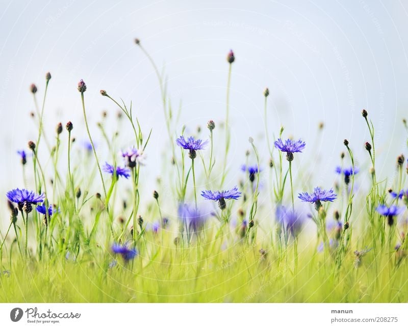 Kornblumen Natur Sommer Pflanze Blume Sträucher Blüte Nutzpflanze Wildpflanze Sommerblumen Wiese Blühend Wachstum hell natürlich schön blau Umweltschutz