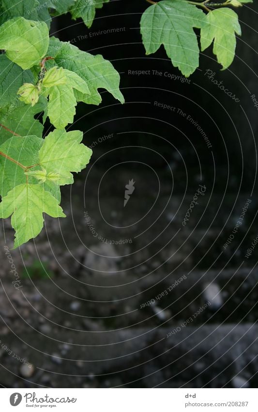 %°° Pflanze grün Angst Vergänglichkeit dunkel tief Treppe Treppenansatz Kontrast grün-schwarz Blick nach unten bedrohlich grasgrün Textfreiraum Natur Beton