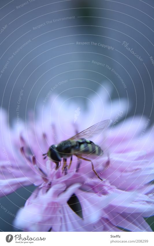 auf der blühenden Kornblume süßen Nektar anzapfen Schwebfliege graublau blaugrau Fliege fressend blühende Wildblume Sommerblume Sommerblumen Wiesenblume