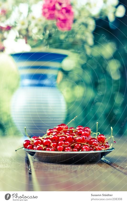 dem Johannis seine Beeren Frucht Ernährung Bioprodukte Vegetarische Ernährung Dekoration & Verzierung Blumenstrauß frisch einzigartig schön Johannisbeeren