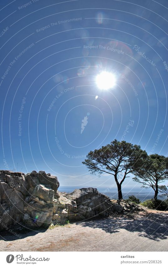 Sie haben ihr Ziel erreicht ...... Wolkenloser Himmel Sonne Sommer Schönes Wetter Baum Pinie Berge u. Gebirge Gipfel genießen träumen ästhetisch heiß oben blau