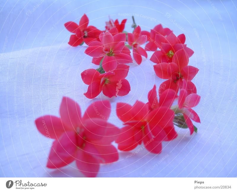 Kleine rote Blüten auf weißem Untergrund Farbfoto Innenaufnahme Nahaufnahme Natur Blume Topfpflanze Blühend Romantik Vergänglichkeit flammendes käthchen Reihe