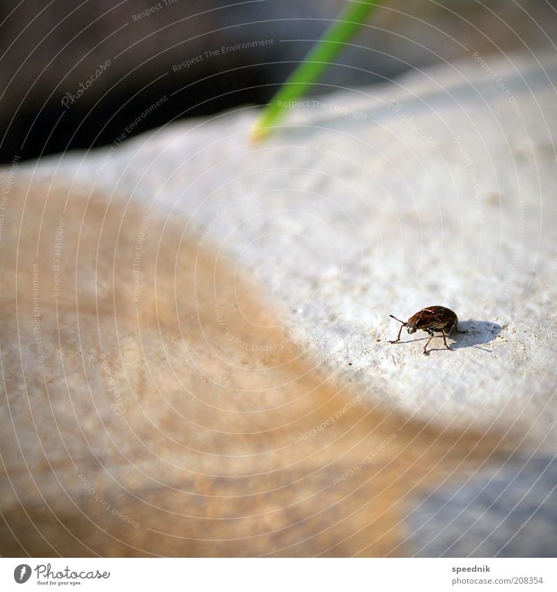 Das kleine Krabbeln Tier Wildtier Käfer 1 krabbeln braun weiß Umwelt Insekt Farbfoto Außenaufnahme Nahaufnahme Textfreiraum links Textfreiraum oben