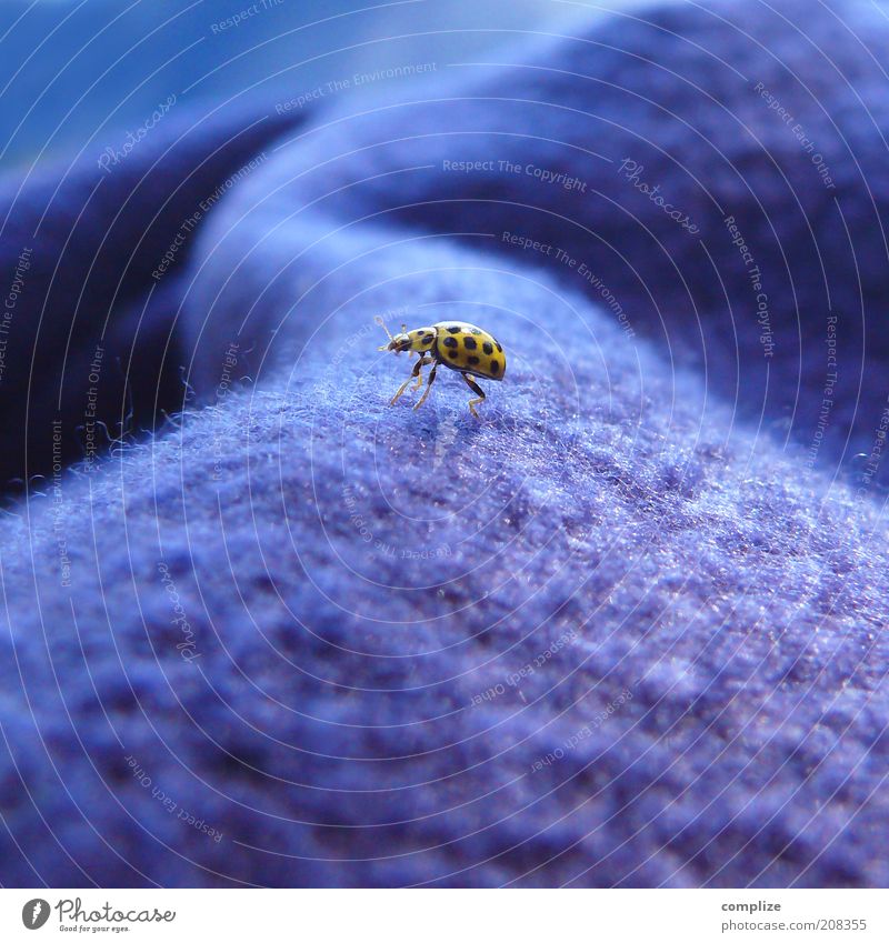 Bergsteiger Erholung ruhig Sommer Tier Käfer 1 klein blau gelb Warmherzigkeit Decke Marienkäfer Farbfoto Außenaufnahme Makroaufnahme Starke Tiefenschärfe