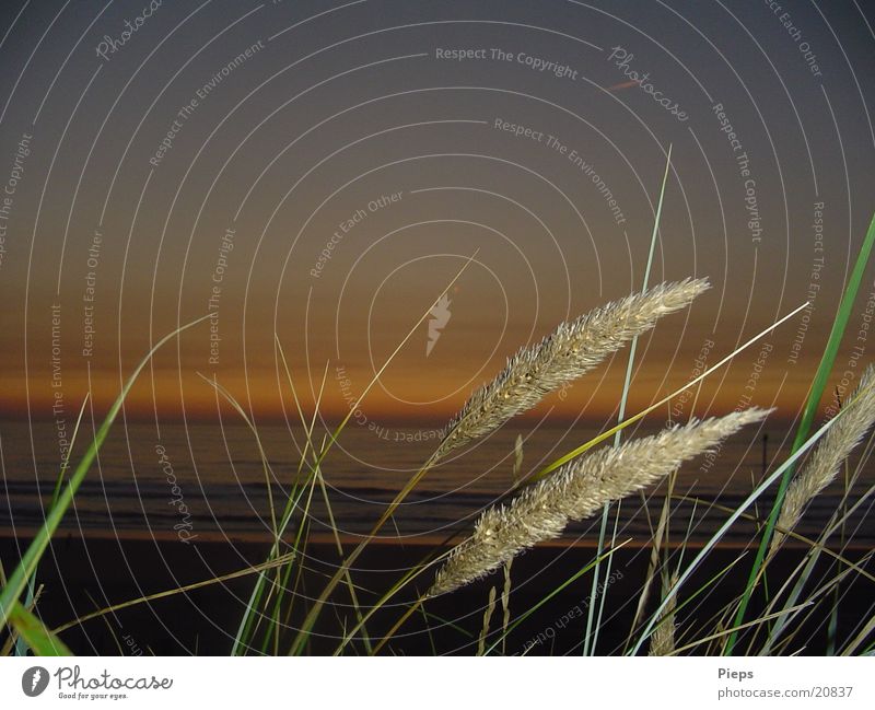 Gras in Holland Farbfoto Außenaufnahme Abend Blitzlichtaufnahme Ferien & Urlaub & Reisen Sommer Strand Meer Wellen Natur Wasser Himmel Horizont Sonnenaufgang