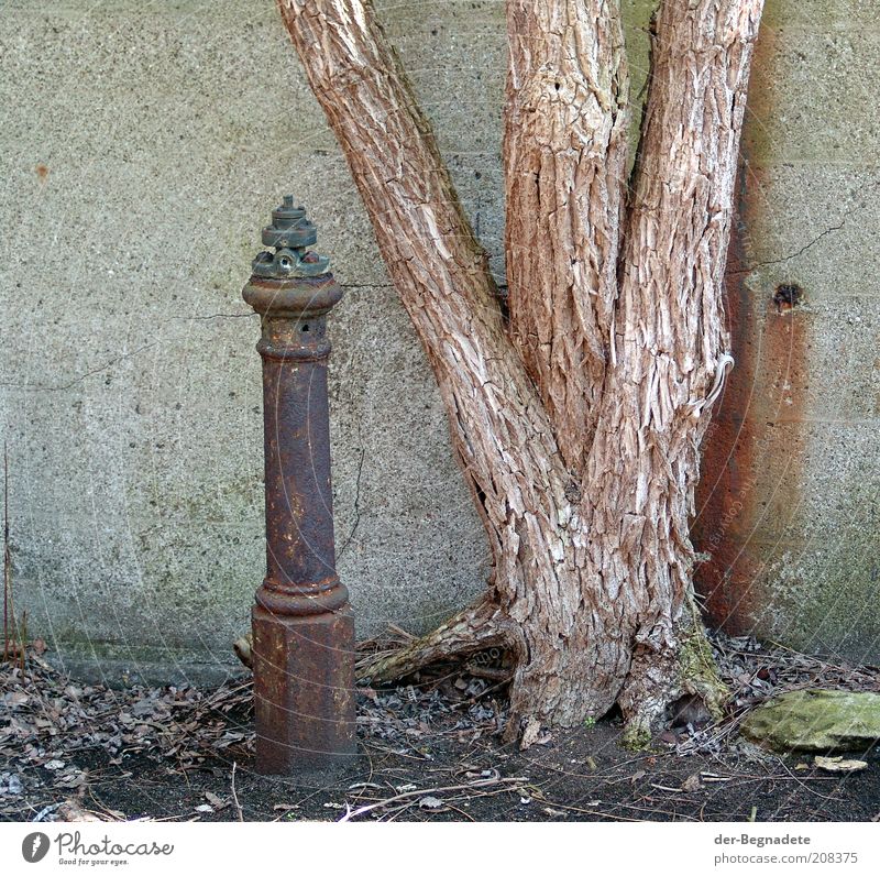 Zum Alten Eisen Hydrant Baum Ruine Bauwerk Mauer Wand Stein Beton Holz Metall Stahl Einsamkeit Natur Nostalgie Stimmung Umwelt Umweltverschmutzung Verfall