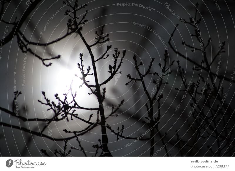 Wintermoon Natur Nachthimmel Vollmond Pflanze Schwarzweißfoto Außenaufnahme Experiment Bewegungsunschärfe Mondschein Abend dunkel Ast Zweig Sträucher kahl